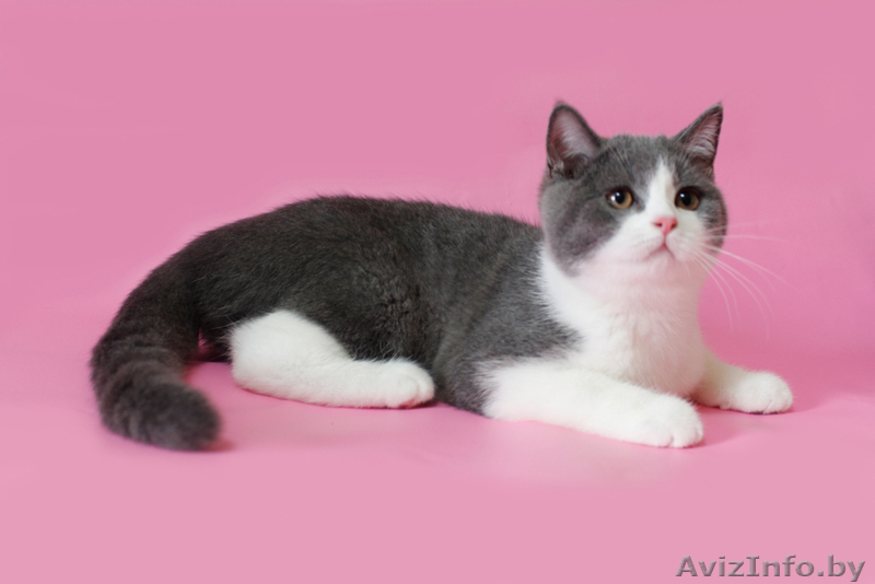 Шотландских вислоухих - Изображение #1, Объявление #603093