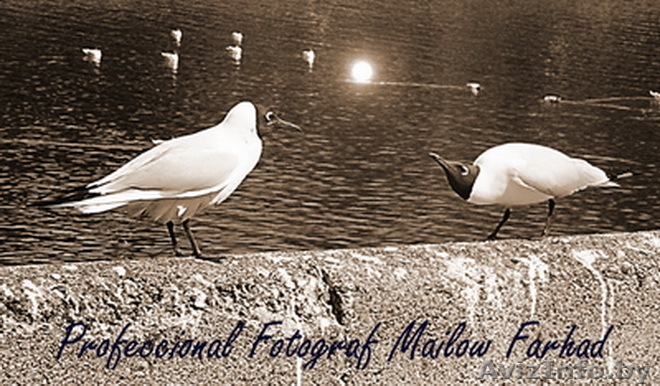 Продаю канареек .Готовая пара. - Изображение #1, Объявление #564296