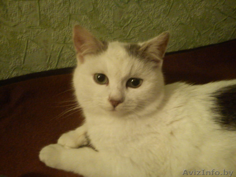 Пропал кот Би Моль - Изображение #1, Объявление #564170