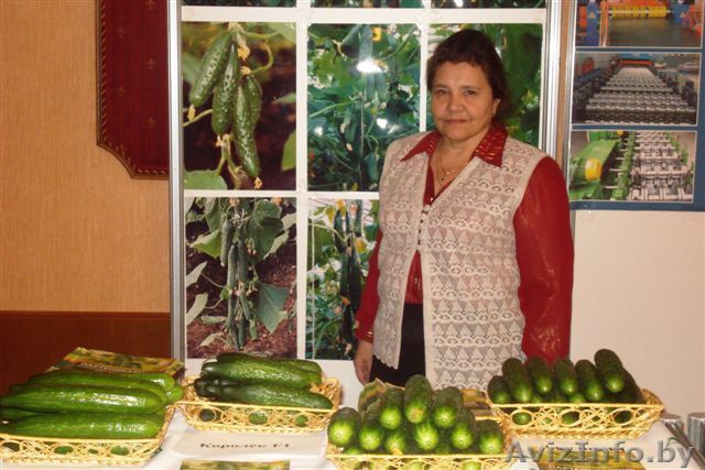 Семена огурца от селекционера! - Изображение #1, Объявление #594998