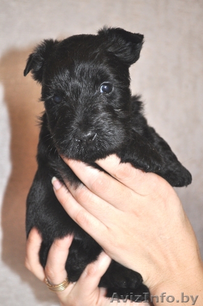 СКОТЧ-ТЕРЬЕРА ЩЕНКИ из племенного питомника - Изображение #1, Объявление #592132