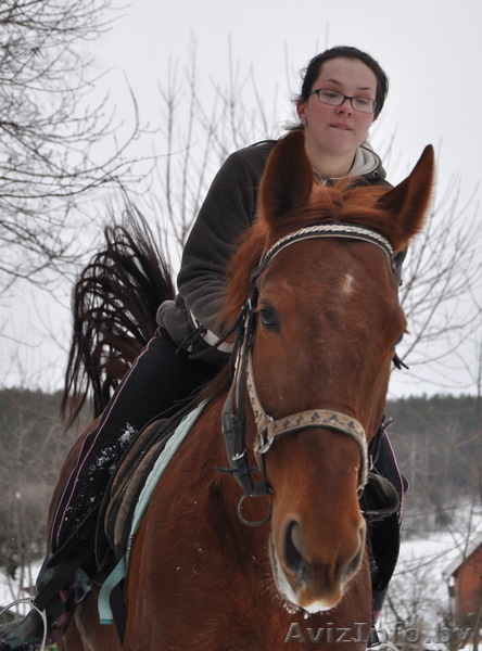 Прокат Лошадей. Минск. д.Копище - Изображение #1, Объявление #604580