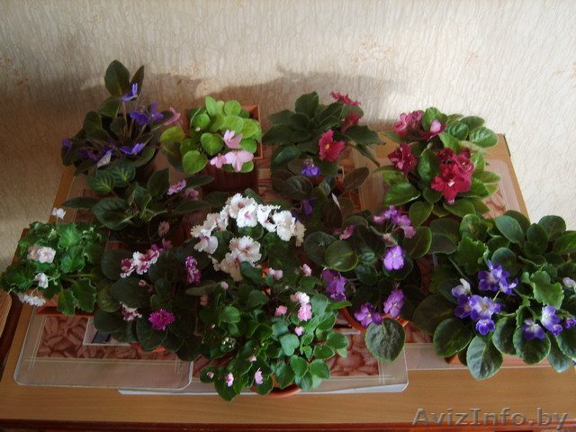 Сортовые фиалки - Изображение #1, Объявление #560988