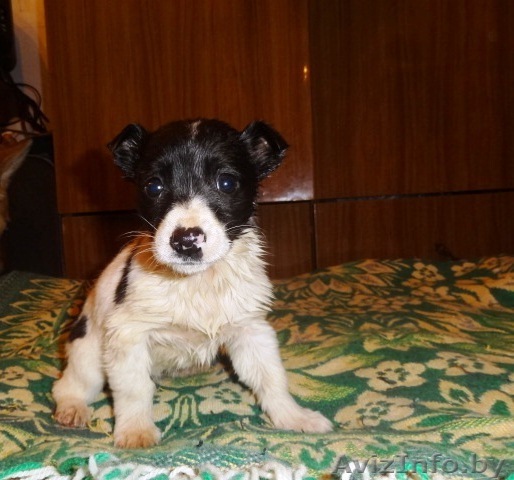 Чудесный щенок цвета далматинца в дар!:) - Изображение #1, Объявление #563185