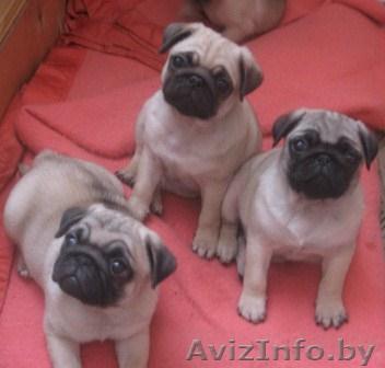 мопсы  - Изображение #1, Объявление #566195