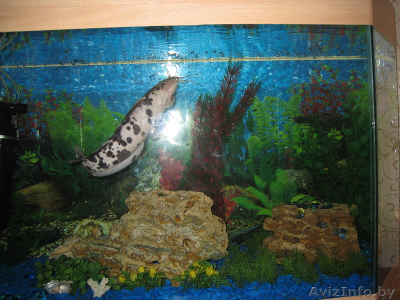  Продаётся сoм Клариус  - Изображение #1, Объявление #576033