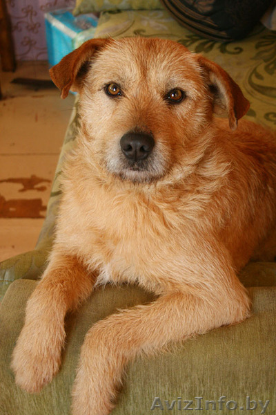 МАКС – послушный и добродушный пёс. - Изображение #1, Объявление #571391