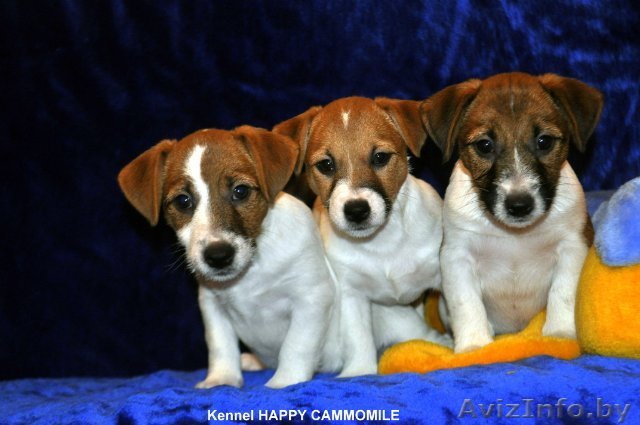 Высокопородные щенки джек рассел терьера! - Изображение #1, Объявление #561690
