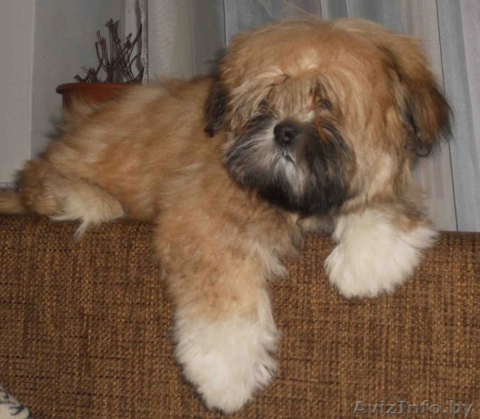 Продам щенка лхаса апсо - Изображение #1, Объявление #594653