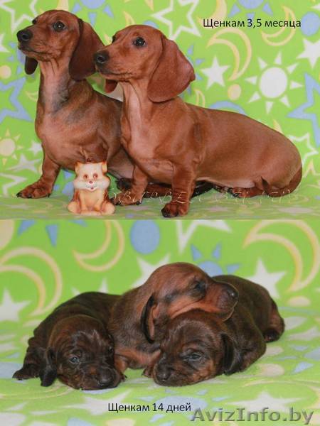 Питомник  предлагает щенков карликовой г\ш таксы.  - Изображение #1, Объявление #565413