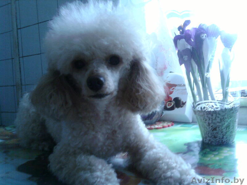 Продаются две девочки карликового пуделя абрикоса, 1 месяц. - Изображение #1, Объявление #571867