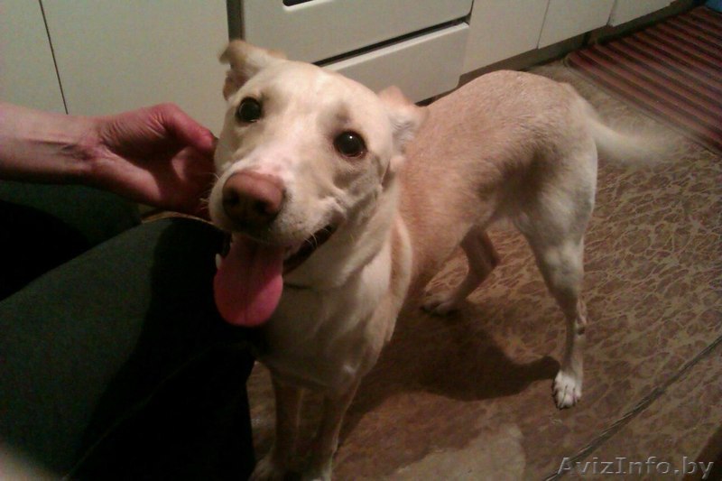 Собака – девочка Рика. В Добрые Руки) - Изображение #1, Объявление #563554