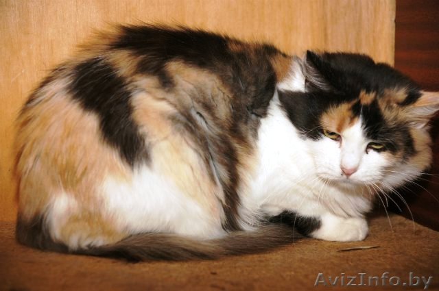 Барыня-сударыня ТРИША в дар - Изображение #1, Объявление #637756