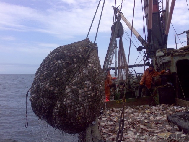 Астраханский РыбОптТорг    Рыба Морепродукты - Изображение #1, Объявление #639780