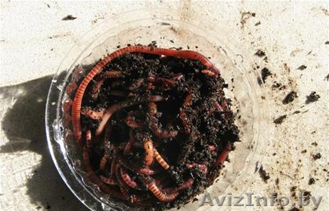 Реализуем червя для рыбалки оптом - Изображение #1, Объявление #605800