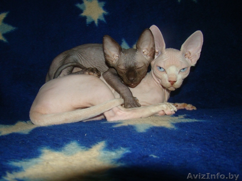 КАНАДСКИЙ СФИНКС, КОТЯТА - Изображение #1, Объявление #66627