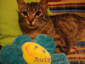 Кася в заботливые руки - Изображение #1, Объявление #640769