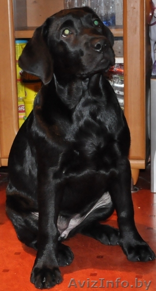 щенок лабрадора девочка самая лучшая - Изображение #1, Объявление #626405