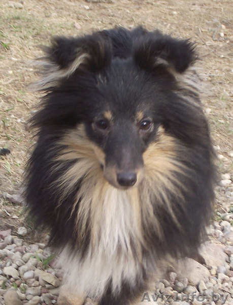 Щенок шелти продается - Изображение #1, Объявление #624613
