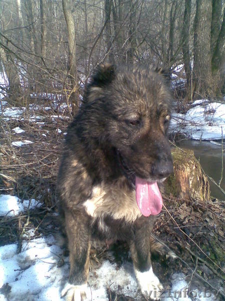 в дар в хорошие руки - Изображение #1, Объявление #626669