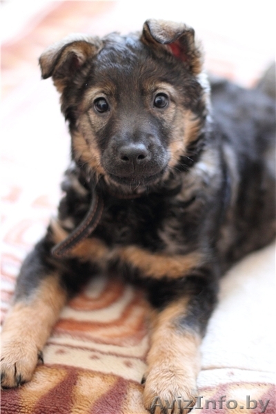 Щенок Фрося отдаётся только в добрые руки - Изображение #1, Объявление #624588