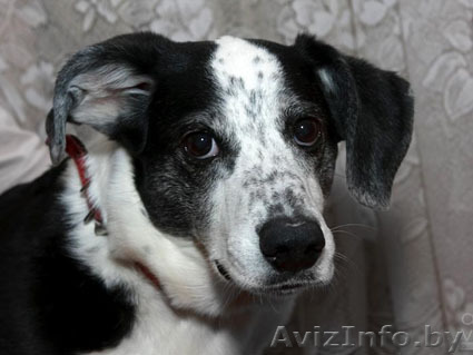 Бусинка - стерилизованная собачка в дар! - Изображение #1, Объявление #626506