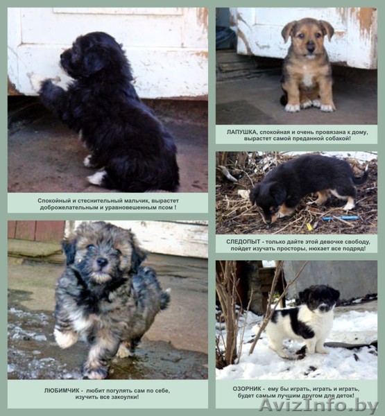 5 щенков ищут самых добрых и ответственных хозяев! - Изображение #1, Объявление #610208