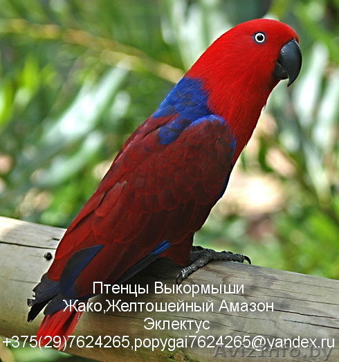 продам попугая ЖАКО,АМАЗОН,ЭКЛЕКТУС,абсалютно ручн - Изображение #1, Объявление #642236