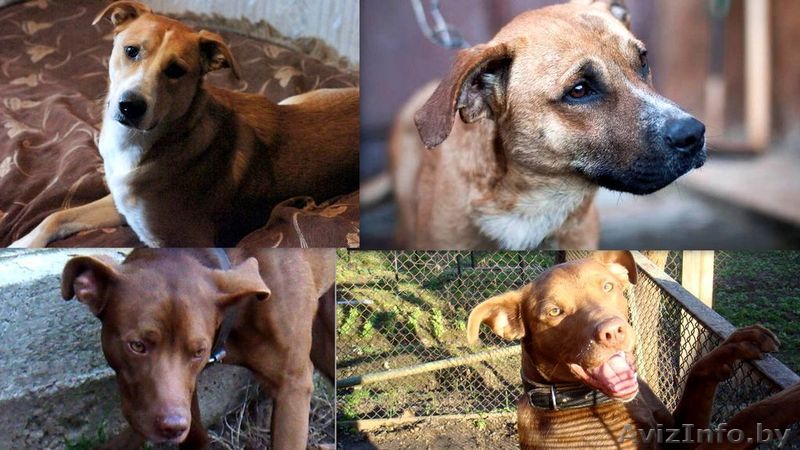 Три замечательных охранника персиково-шоколадно-рыжих тонов - Изображение #1, Объявление #634765