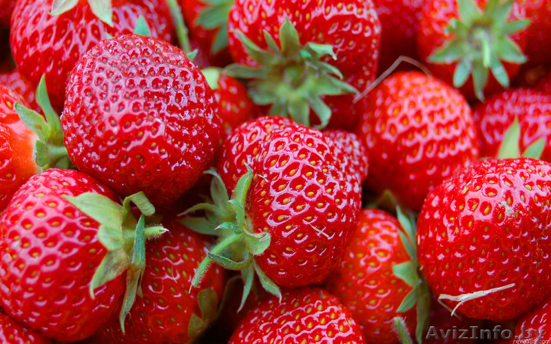 земляника крупноплодная (клубника) саженцы в Минске - Изображение #1, Объявление #625011