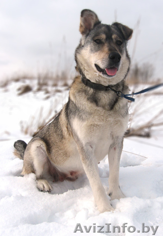 Добрая собака в дар - Изображение #1, Объявление #623925