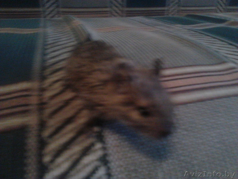 продам малышей дегу - Изображение #1, Объявление #617242