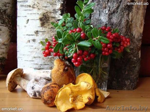 Сбор ягод и грибов в Швеции. - Изображение #1, Объявление #611560