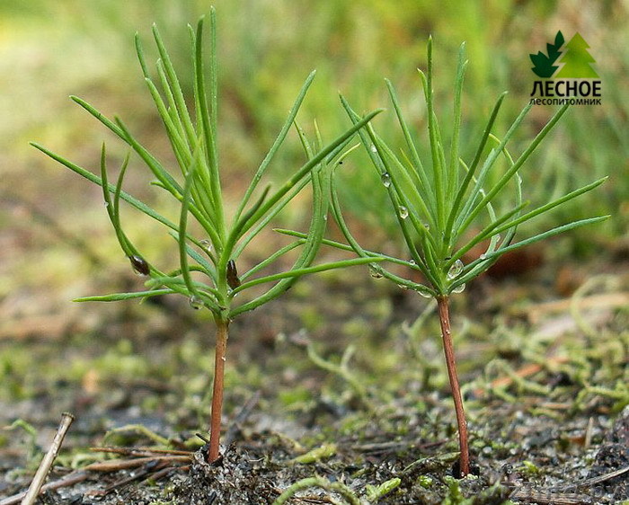 Продаём Сеянцы Сосны 6-8см из Беларуси . - Изображение #1, Объявление #609684