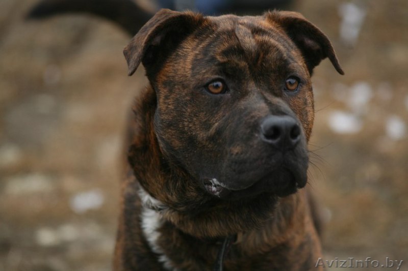 Амстафф Джек в Дар! - Изображение #1, Объявление #619049