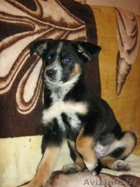 Ласковая малышка ищет дом - Изображение #1, Объявление #609098