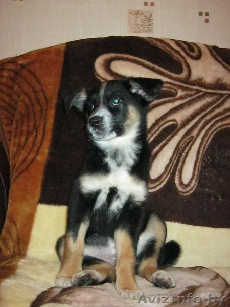 Замечательная малышка в добрые руки - Изображение #1, Объявление #622566