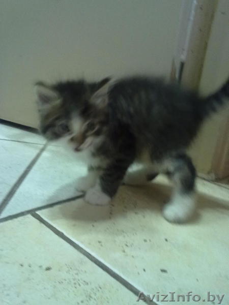 веселые и смышленые котята ищут уголок в вашем сердце - Изображение #1, Объявление #643012