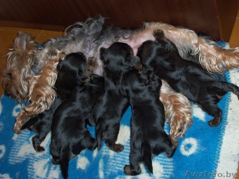 Продаю Йоркширских терьеров с родословной - Изображение #1, Объявление #653281