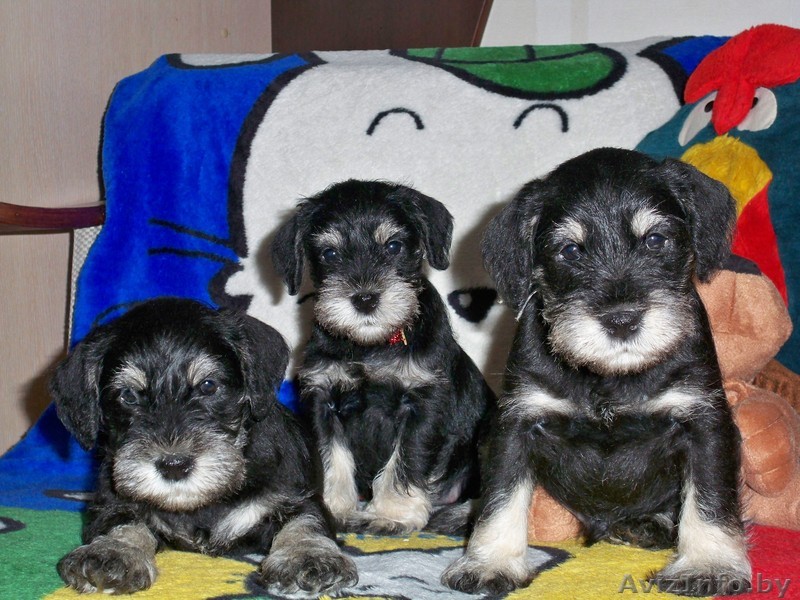 продаются шикарные щенки - Изображение #1, Объявление #667698
