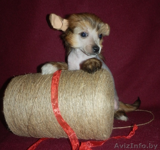 Голые и пуховые кобели и суки клубные щенки - Изображение #1, Объявление #671636