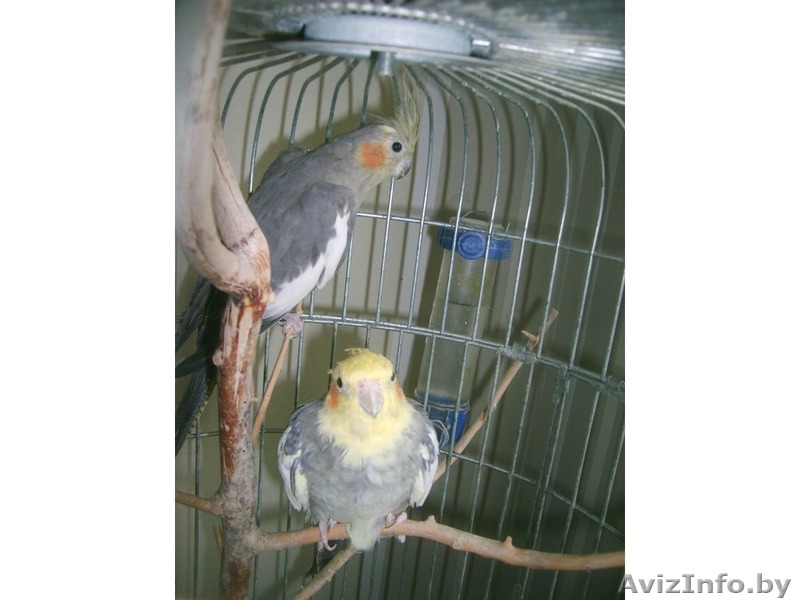 Продам пару взрослых карелл с клеткой - Изображение #1, Объявление #654345