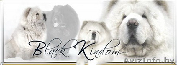 Груминг(стрижка и вычёсывание) чау-чау. - Изображение #1, Объявление #658567