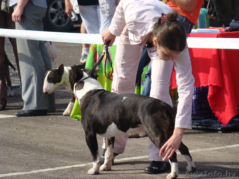Дрессировка, хендлинг, выгул собак. - Изображение #1, Объявление #658527