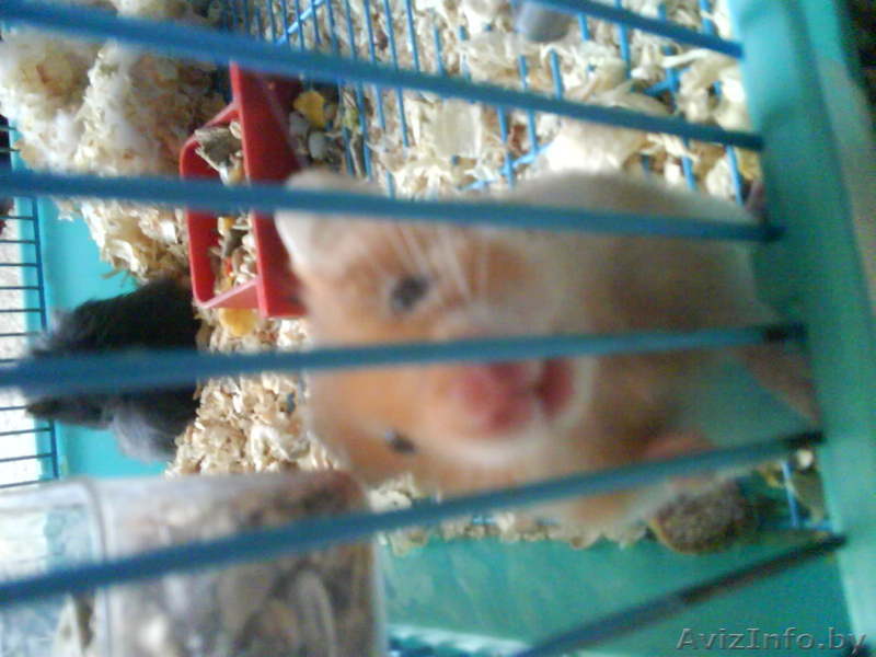 Отдам Сирийских хомячков - Изображение #1, Объявление #663625