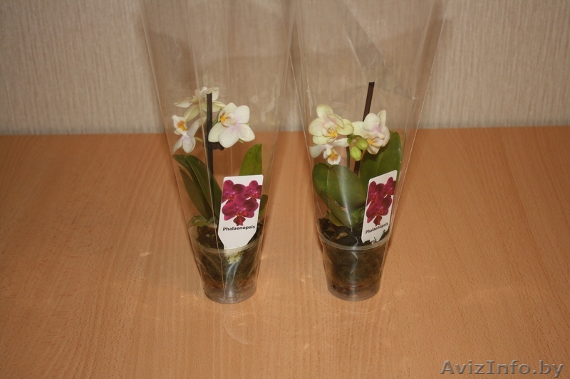 Орхидея фаленопсис - Изображение #1, Объявление #670597