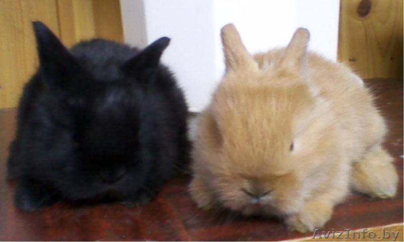 Декоративные крольчата - Изображение #1, Объявление #648666