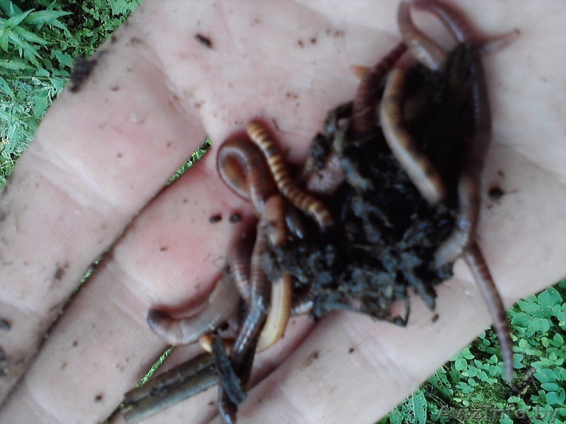 Червь и выползок для рыбалки по выгодной цене - Изображение #1, Объявление #654865