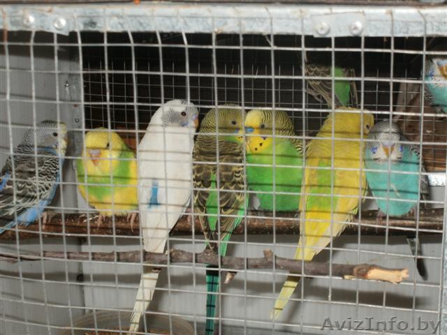 Большой выбор попугаев - Изображение #1, Объявление #654129