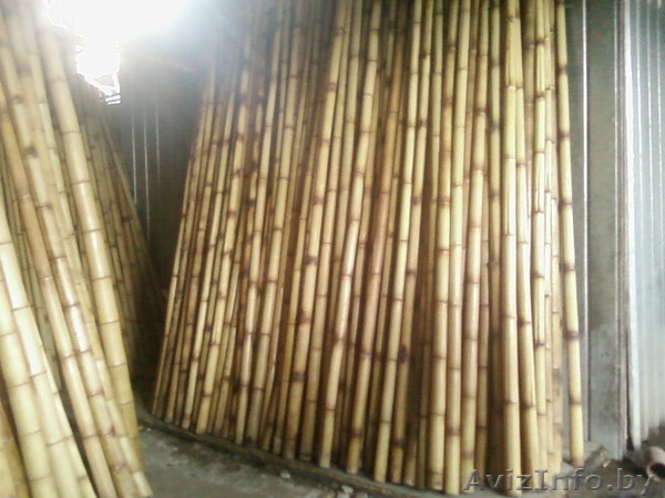 бамбук в европе - Изображение #1, Объявление #667768